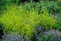 Milium effusum - Bright acid green coloured grass in spring border with Myosotis 