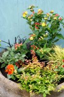Autumn container with Hypericum 'Magical Red', Ophiopogon planescapus nigrescens, Abelia variegated, Pansy, Ajania pacifica, and variegated Carex 