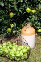 Cider flagon and wire basket of apples beneath apple tree