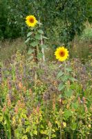Seed bearing annual mix for wild birds. Sunflower (Helianthus), Phacelia tanacetifolia, Millet, and Chenopodium ( Quinoa)