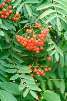 Sorbus aucuparia. Rowan berries