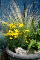 Coreopsis 'Zagreb', Stipa teunissima and Polpodium vulgare in an autumn container with a piece of gnarled wood as decoration. Inspired by the wild heathland vegetation of the New Forest