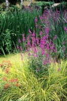 Bog Planting, Water margin, The Wave Garden, Lythrum, Pensthorpe, Norfolk, designer Julie Toll