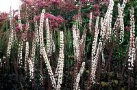 Pensthorpe Millenium Garden, Norfolk. Cimicifuga 'Brunette' and Eupatorium atropurpureum