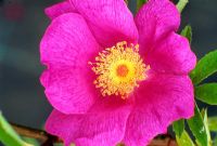 Rosa 'Foliolosa', wild shrub rose