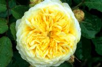Rosa 'The Pilgrim', shrub rose
