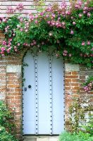 Rosa 'Veilchenblau' growing up brick wall and doorway at Mannington Hall, Norfolk