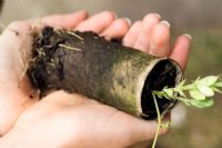 Lathyrus - Sweet pea seedlings growing in toilet roll tube