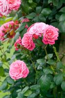 Rosa 'Pink perpetue'