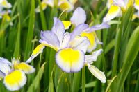 Iris spuria missouri rainbows