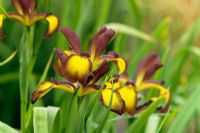 Iris spuria kaibab trail