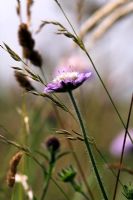 Knautia arvensis - Field scabious in a meadow