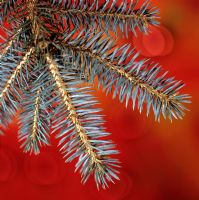 Picea - branch of Christmas tree against red background  