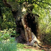 Quercus - Ancient hollow Oak tree in  Valley gardens Windsor.