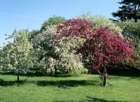 Malus spring blossom - Malus x purpurea 'Eleyi', Malus x zumi var. calocarpa and M angustifolia