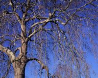 Platnus x. Hispanica - bare branches against blue skies