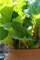 Rheum x cultorum - young rhubarb shoots growing out of a terracotta forcing jar in organic vegetable garden