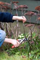 Boy cutting back the stems and flowers of a sedum with secateurs