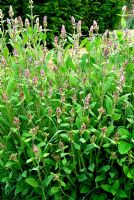 Salvia Officinalis - Flowering Sage