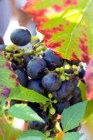 Vitis vinifera 'Regent' against autumn sunlight