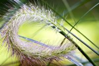 Curled pennisetum grass and rain drops