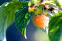 Close-up of raspberry 'Fallgold' fruit