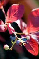 Blueberry fruit in front of red leaves bathed in sunlight