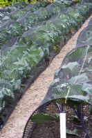 Black netting over cabbages and lettuces. Protection from cabbage white butterfly and other predators.