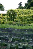 Black netting over cabbages and lettuces. Protection from cabbage white butterfly and other predators.