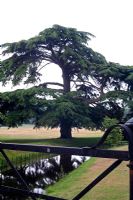 Cedrus Libani - Cedar of Lebanon tree in parkland setting at West Dean