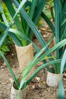 Leeks grown in old toilet rolls to ensure straight stems and force white of stems