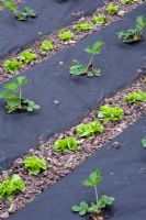 Rows of young strawberries grown through membrane with interplanted lettuce in spring