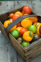 Selection of heritage tomatoes in old guersey tomato box.  Varieties inc Tomato 'Green Zebra' 'Orange Strawberry' 'Black Russian'