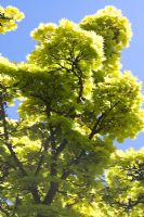 Acer shirasawanum 'Aureum' - Japanese Maple