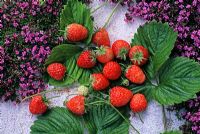 Fragaria 'Royal Sovereign' and Thymus