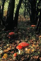 Amanita muscaria - Fly Agaric mushrooms in woodland
