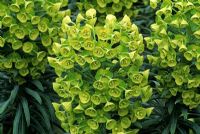 Euphorbia characias subsp wulfenii 'John Tomlinson'