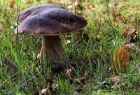 Boletus edulis - Cep Mushroom or Penny Bun mushroom