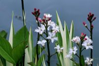 Menyanthes trifoliata and Iris laevigata 'Variegata' by stream