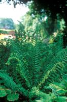 Dryopteris affinis 'Cristata' (synonymous with Dryopteris affinis cristata 'The King')-  Crested Buckler Fern in August