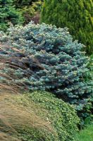 Picea pungens Globosa - Domed Spruce with blue foliage in border