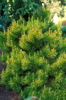 Pinus contorta Frisian Gold - Beach pine