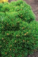 Pinus heldreichii Smidtii - close up of compact conifer with green foliage