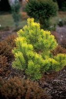 Pinus mugo Zundert - Dwarf mountain pine with yellow foliage in border
