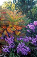 Rhus typhina Dissecta and Aster 'Little Carlow' in autumn border

