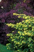 Taxus baccata 'Summergold' and Cotinus coggygria 'Royal Purple' in border
