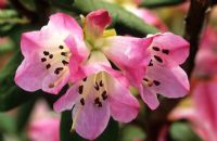 Rhododendron 'Seta' - Azalea
