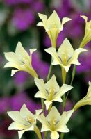 Gladiolus tristis 