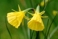 Narcissus bulbocodium var citrinus - Hoop-petticoat daffodil