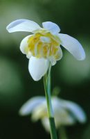 Galanthus nivalis 'Lady Elphinstone' - Snowdrop